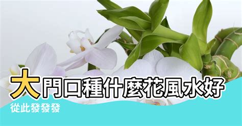 門前種蓮花|大門口適合放什麼植物？風水師推薦發財樹、富貴竹、。